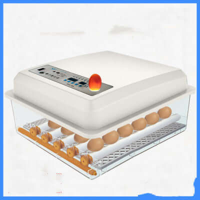 Automatic egg incubator with digital controls and multiple eggs inside, kitchen appliance