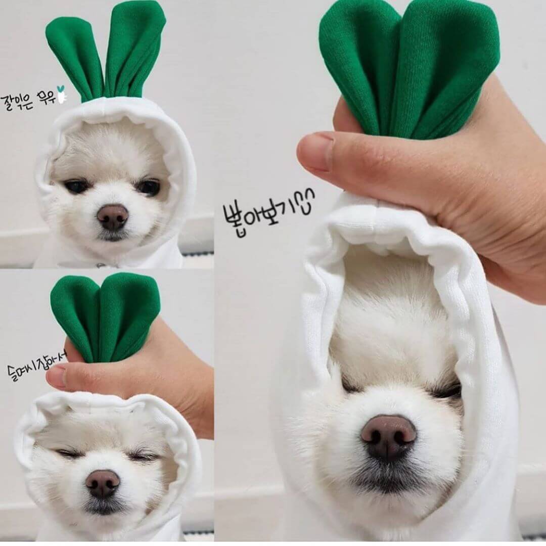 Small white dog in white costume with green leaf hood, resembling a radish, being gently held.