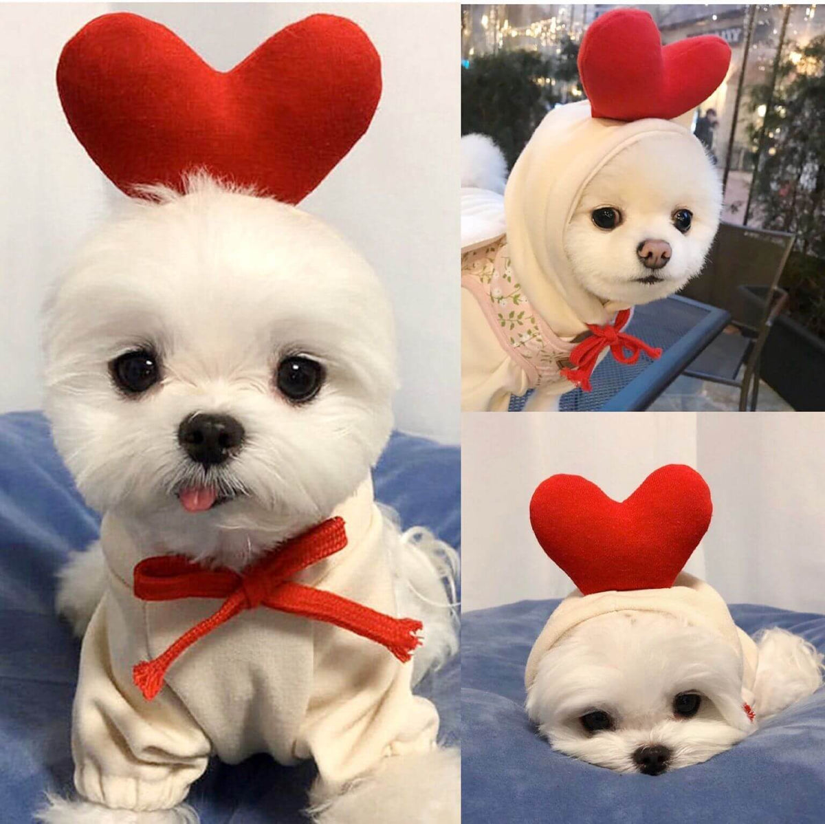 Small white dog in a cream outfit with red bow and plush heart headband, cute pet fashion