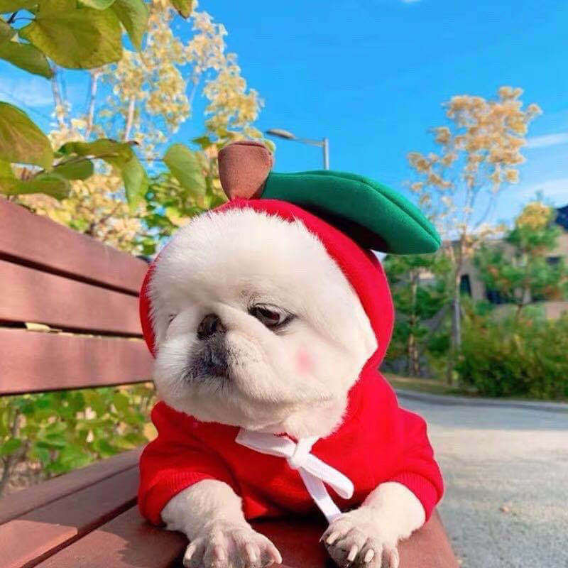 Cute white dog in red apple costume sitting on a bench outdoors with green trees