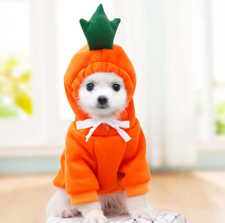 Small white dog in an orange carrot costume with green top, sitting indoors