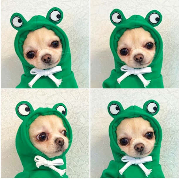 small dog wearing a cute green frog hoodie costume in four different poses