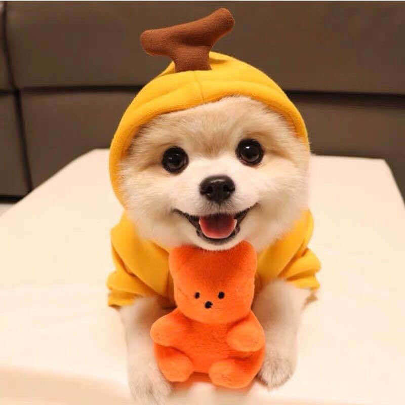 Cute small dog in yellow costume with orange plush toy on a white table indoors