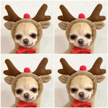 Small dog in reindeer costume with antlers and red bow, four cute holiday pet portraits