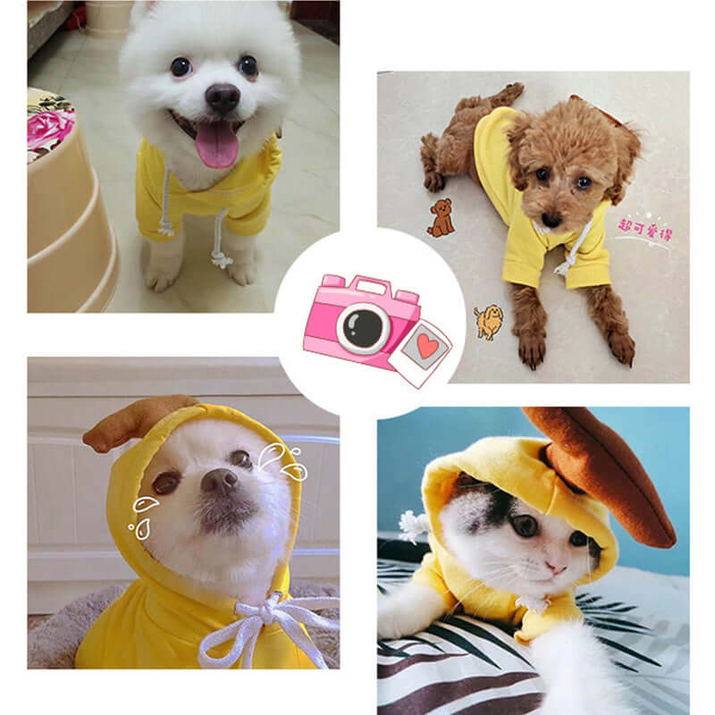 Cute dogs and a cat wearing yellow hooded pet costumes indoors, pet photography collage
