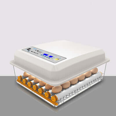 Digital egg incubator for kitchen use, holding eggs on trays, with control panel on top