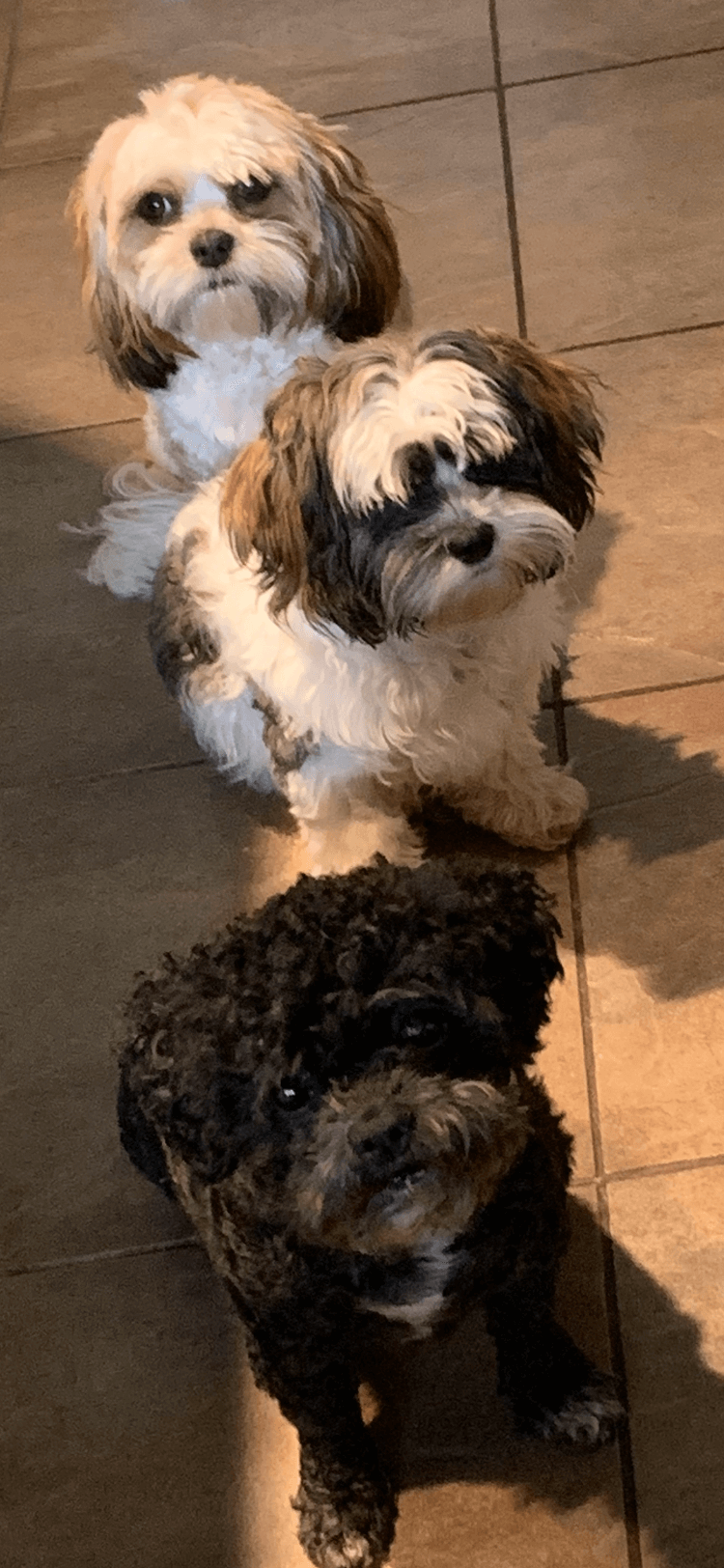Three small fluffy dogs sitting on a tiled kitchen floor