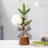 Mini artificial pine tree ornament with cotton flower, berries, and plaid bow on wood base, holiday decor.