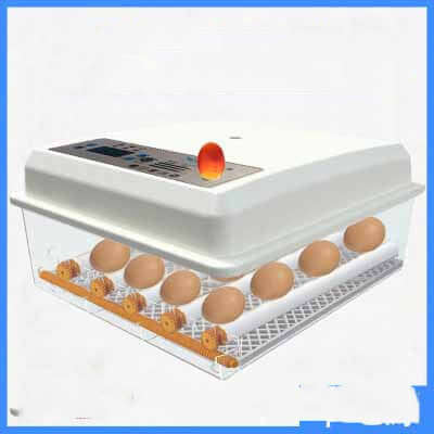 Egg incubator with digital display and rows of eggs inside, kitchen appliance accessory