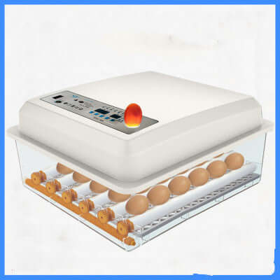 Digital egg incubator with transparent base holding eggs, kitchen appliance equipment