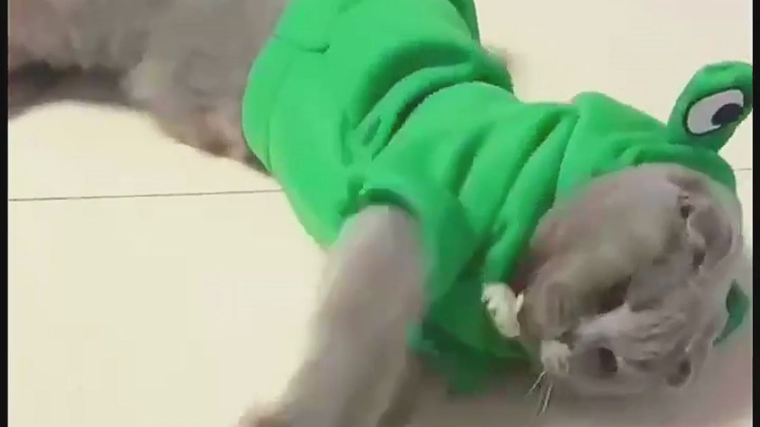 Dog and Cat Clothing