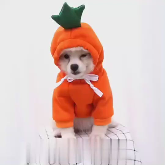 Dog and Cat Clothing